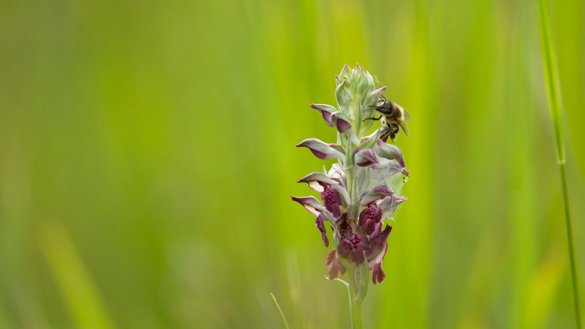 Επικονιαστές σε καιρό κλιματικής κρίσης στην Ελλάδα, τη χώρα της μέγιστης μελισσοποικιλότητας