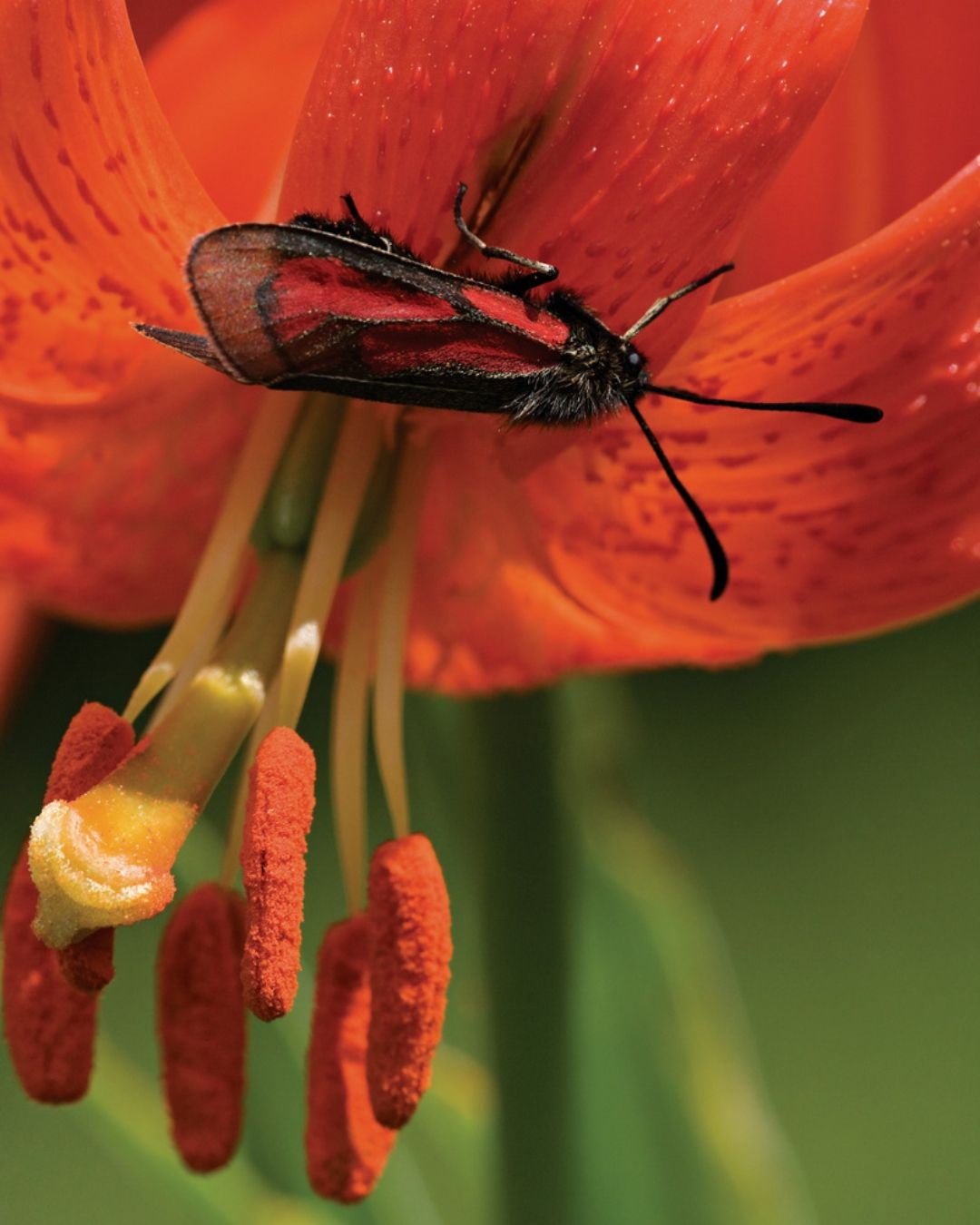 Επικονιαστές σε καιρό κλιματικής κρίσης στην Ελλάδα, τη χώρα της μέγιστης μελισσοποικιλότητας