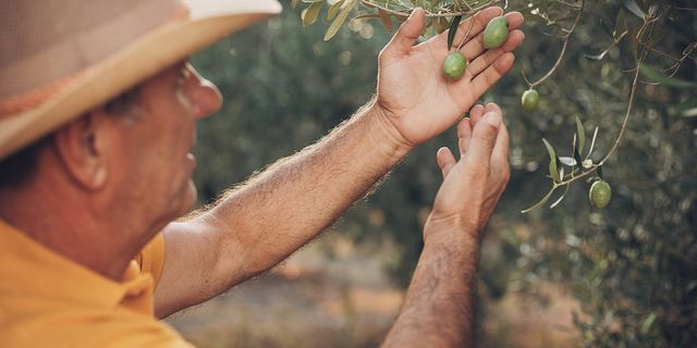 Η Μινέρβα στηρίζει την έρευνα για το μέλλον του ελληνικού ελαιόλαδου 