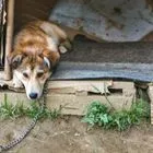 Θεσσαλονίκη: Ελεύθερος ο 90χρονος που έθαψε σκύλο ζωντανό