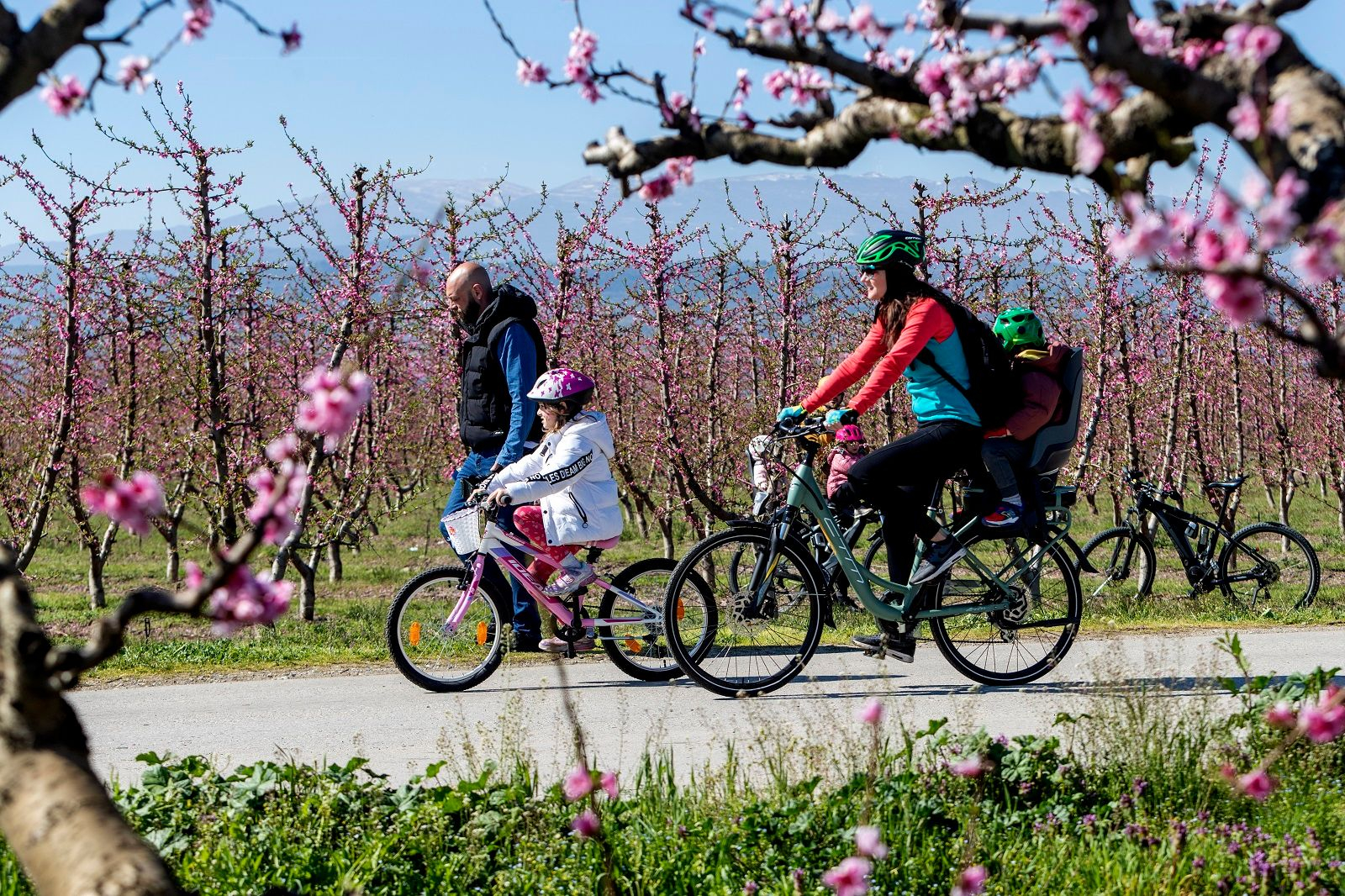 Ποδηλατάδα στις ανθισμένες ροδακινιές στη Βέροια 