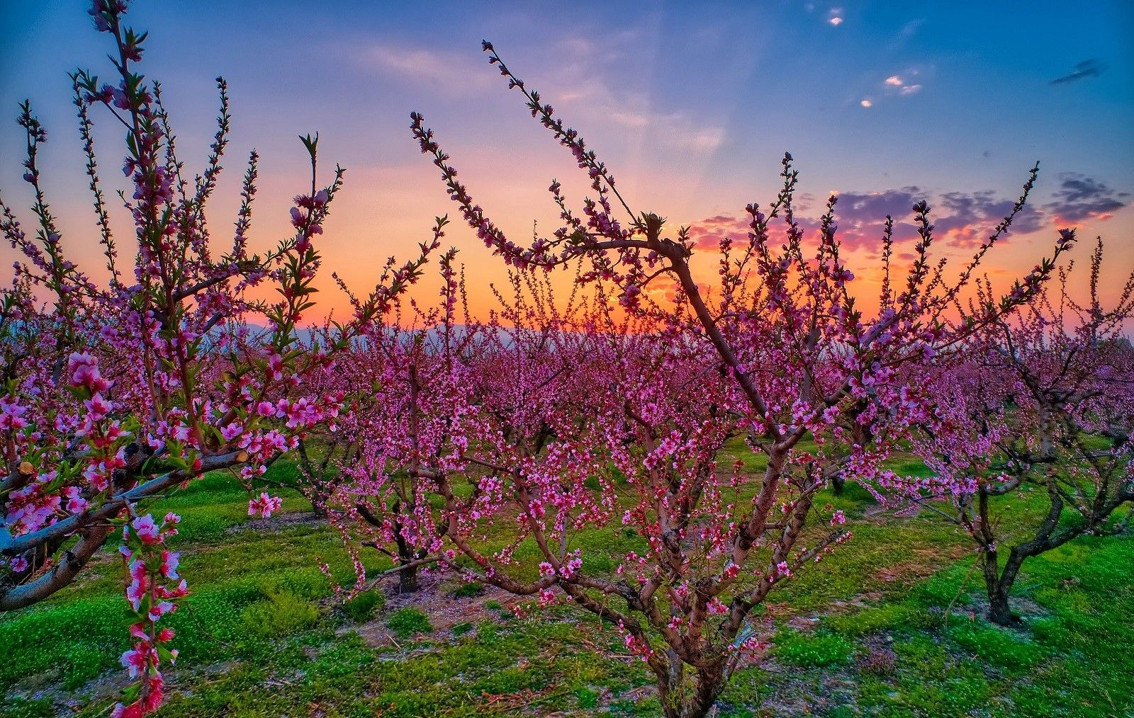Oι ανθισμένες ροαδακινιές της Βέροιας