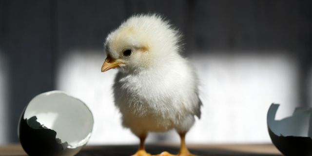Η κότα έκανε το αβγό ή το αβγό την κότα; Η επιστήμη αποφάσισε