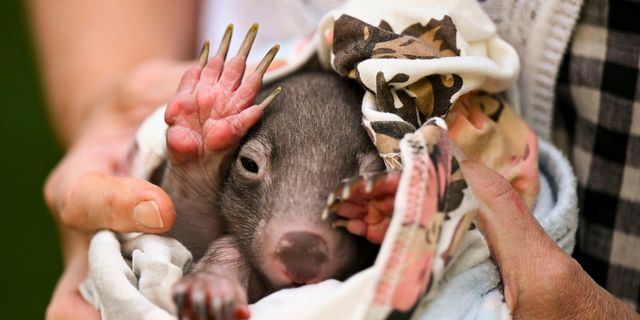 Αυστραλία: Πώς μία τουρίστρια κατάφερε να κάνει μία χώρα άνω – κάτω