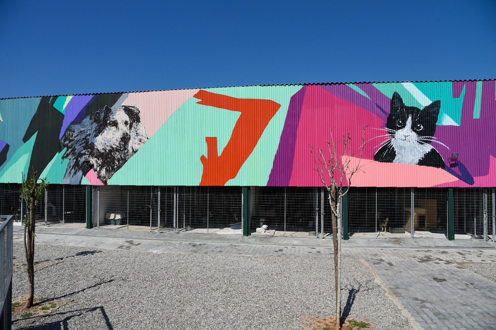 Το γκράφιτι της URBAN ACT στο καταφύγιο αδέσποτων ζώων του Δήμου Αθηναίων, στο οποίο πρωταγωνιστεί ο αγαπημένος τετράποδος "Σωκράτης"