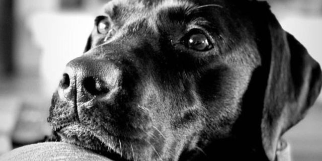 Νέα συνεργασία ΑΒ Βασιλόπουλος & Liberty Guide Dogs για τη βελτίωση της καθημερινότητας των ατόμων με οπτική αναπηρία