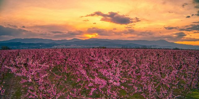 Oι ανθισμένες ροαδακινιές της Βέροιας