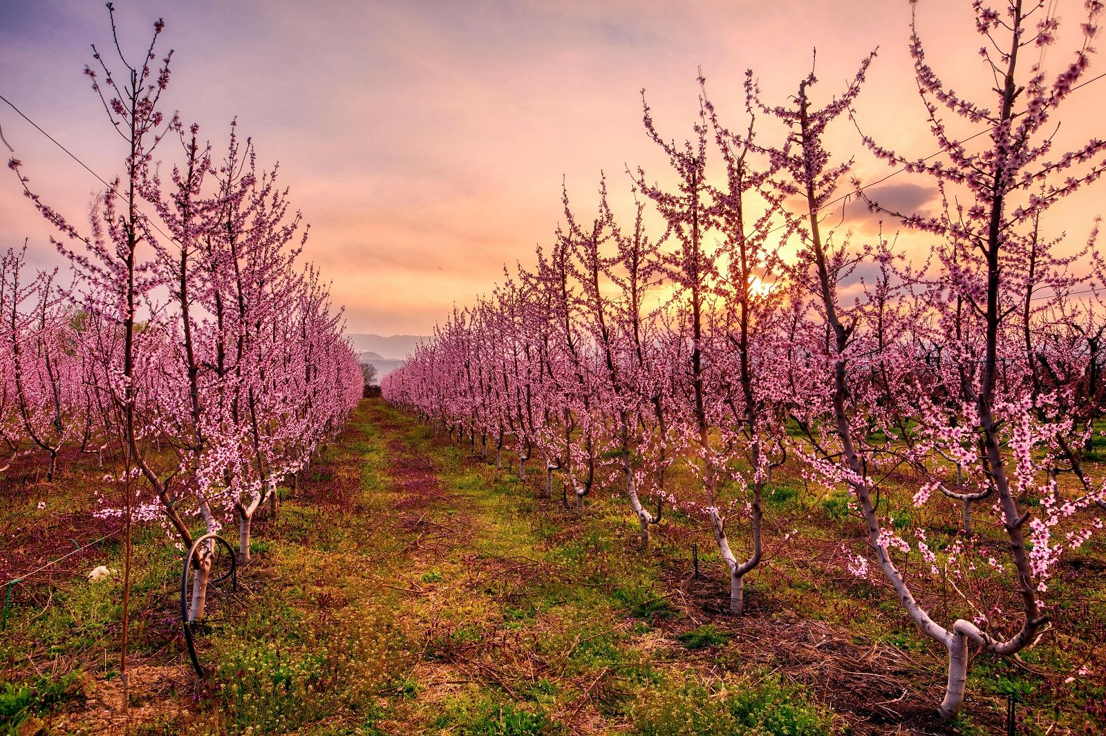 Oι ανθισμένες ροαδακινιές της Βέροιας (φωτογραφία αρχείου)