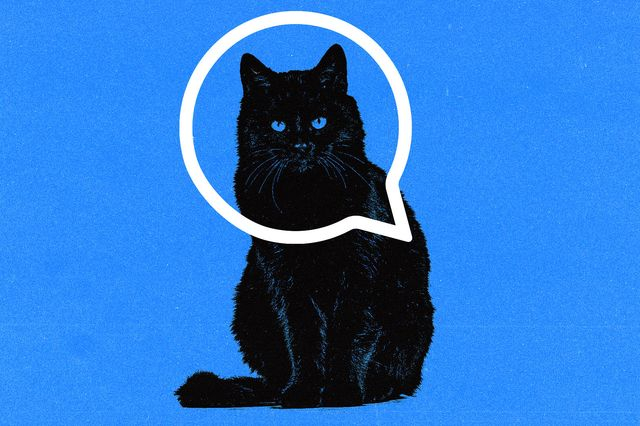 Στην εποχή των social media, οι μαύρες γάτες οδηγούνται στην ευθανασία