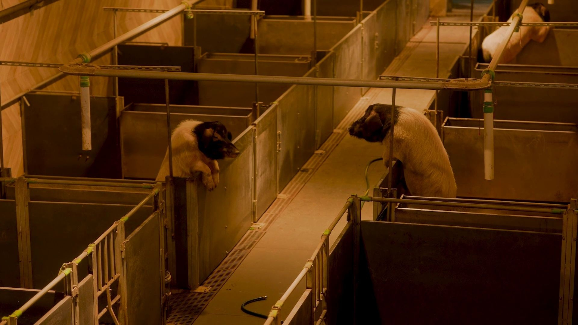 Ang Siew ChingHigh-Rise Pigs, (Πολυκατοικία γουρουνιών), 2025 (στιγμιότυπο) Μονοκάναλο βίντεο, έγχρωμο με ήχο, 18’ 6” Ευγενική παραχώρηση του καλλιτέχνη (6)