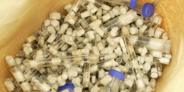 Κένυα: Βέλγοι έφηβοι έκρυβαν 5.000 μυρμήγκια σε δοκιμαστικούς σωλήνες