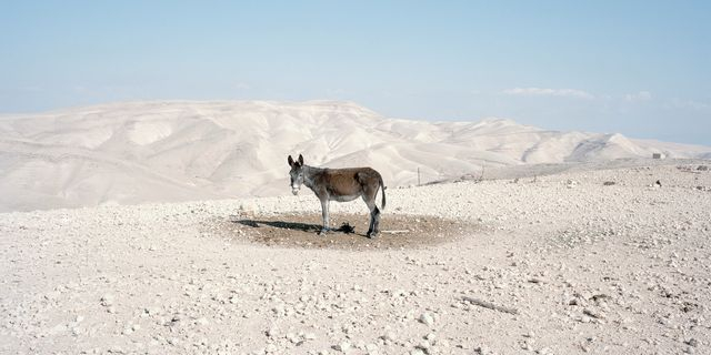 Why Look at Animals? – Δικαιοσύνη για τη μη ανθρώπινη ζωή