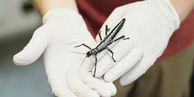 Αυτό είναι το πιο σπάνιο έντομο του κόσμου – Θεωρούνταν εξαφανισμένο για 80 χρόνια