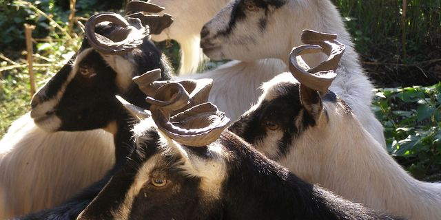 Το αρχαίο ελληνικό ζώο που απειλείται με εξαφάνιση