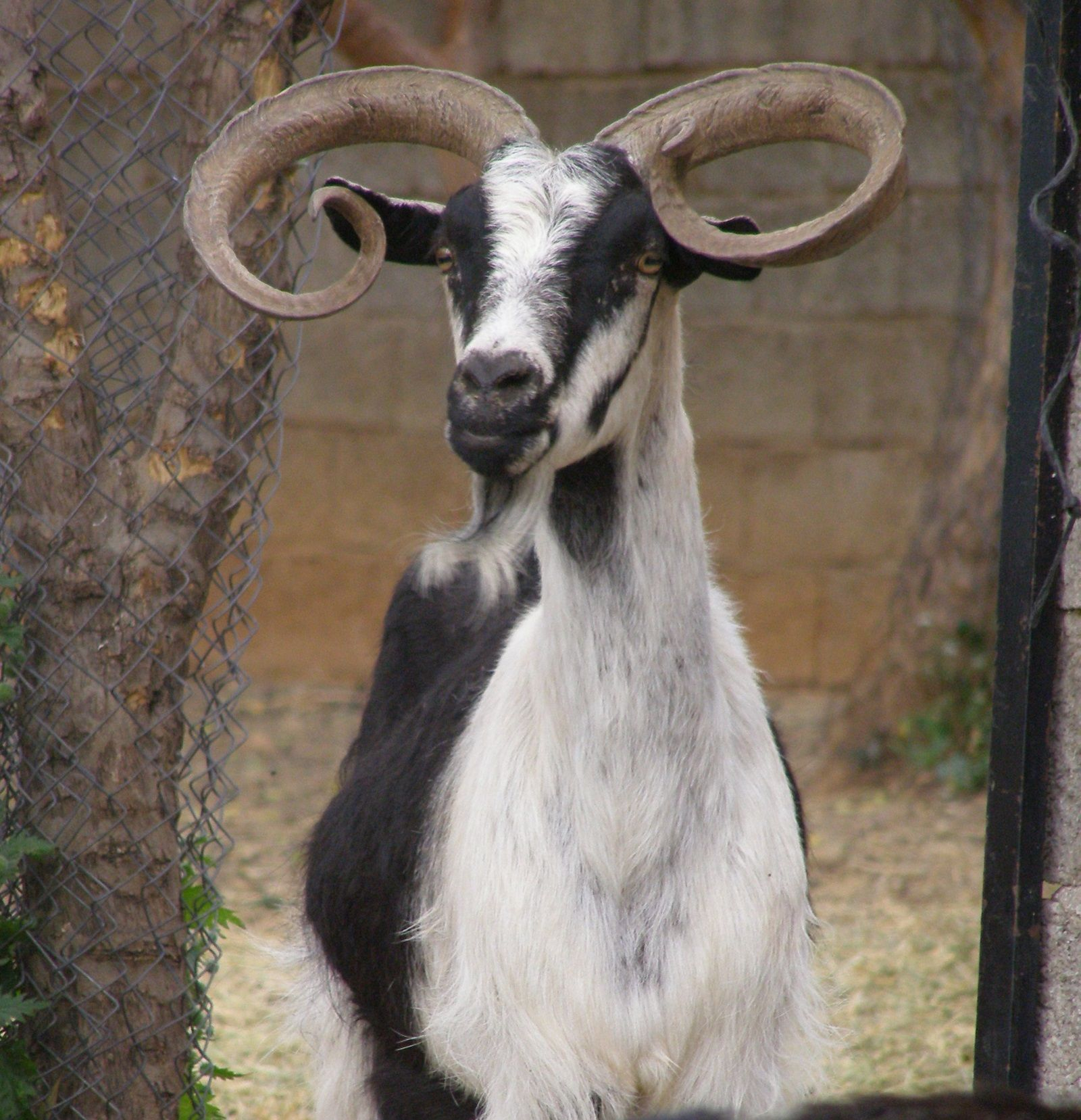 oulokeros afroditi full