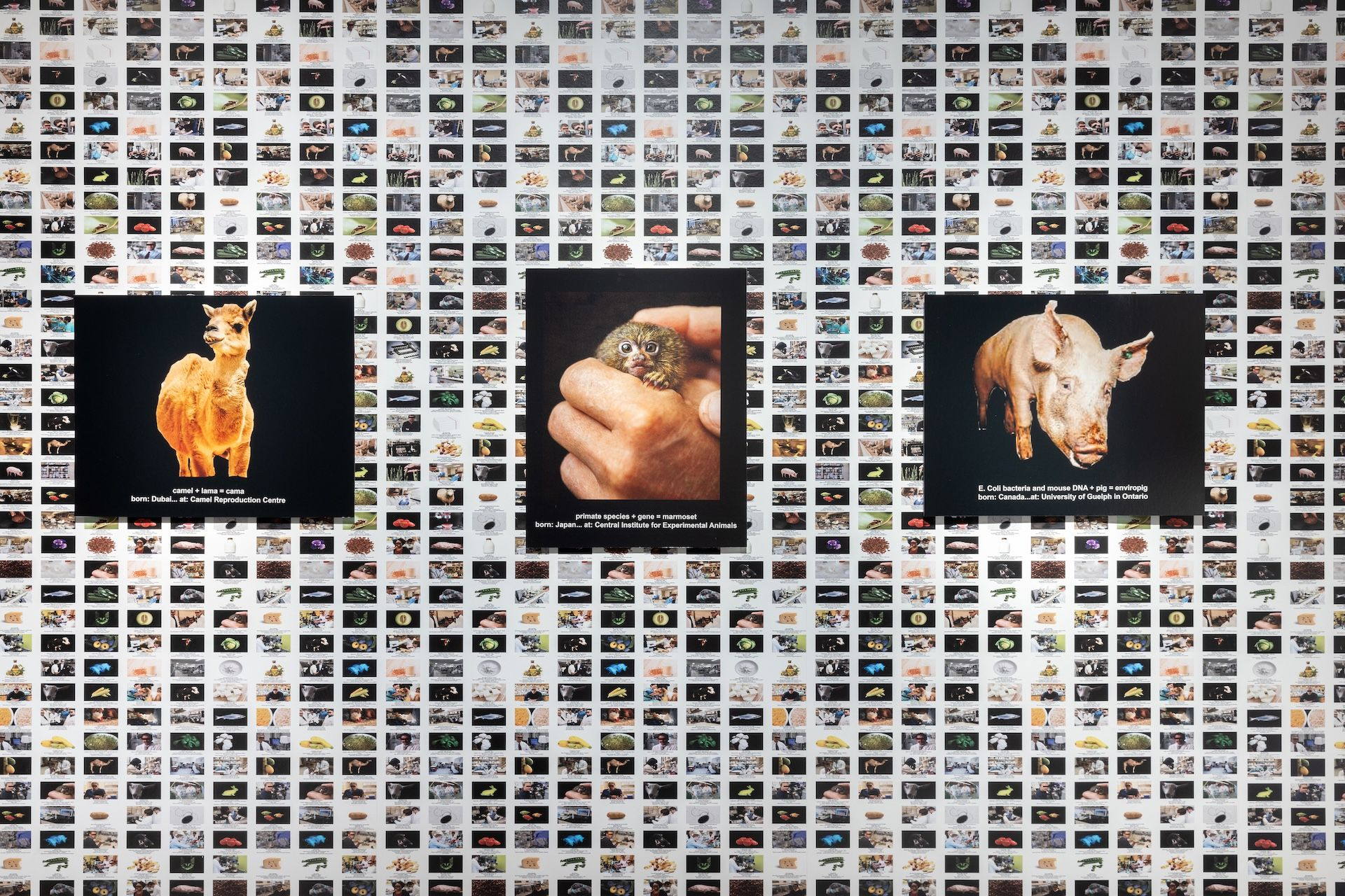 Lynn Hershman Leeson The Infinity Engine, 2014 (λεπτομέρεια) Πολυμεσική εγκατάσταση Μεταβλητές διαστάσεις Ευγενική παραχώρηση της καλλιτέχνιδας, της Γκαλερί Altman Siegel, Σαν Φρανσίσκο και της Γκαλερί Bridget Donahue, Νέα Υόρκη Φωτογραφία: Πάρις Ταβιτιάν