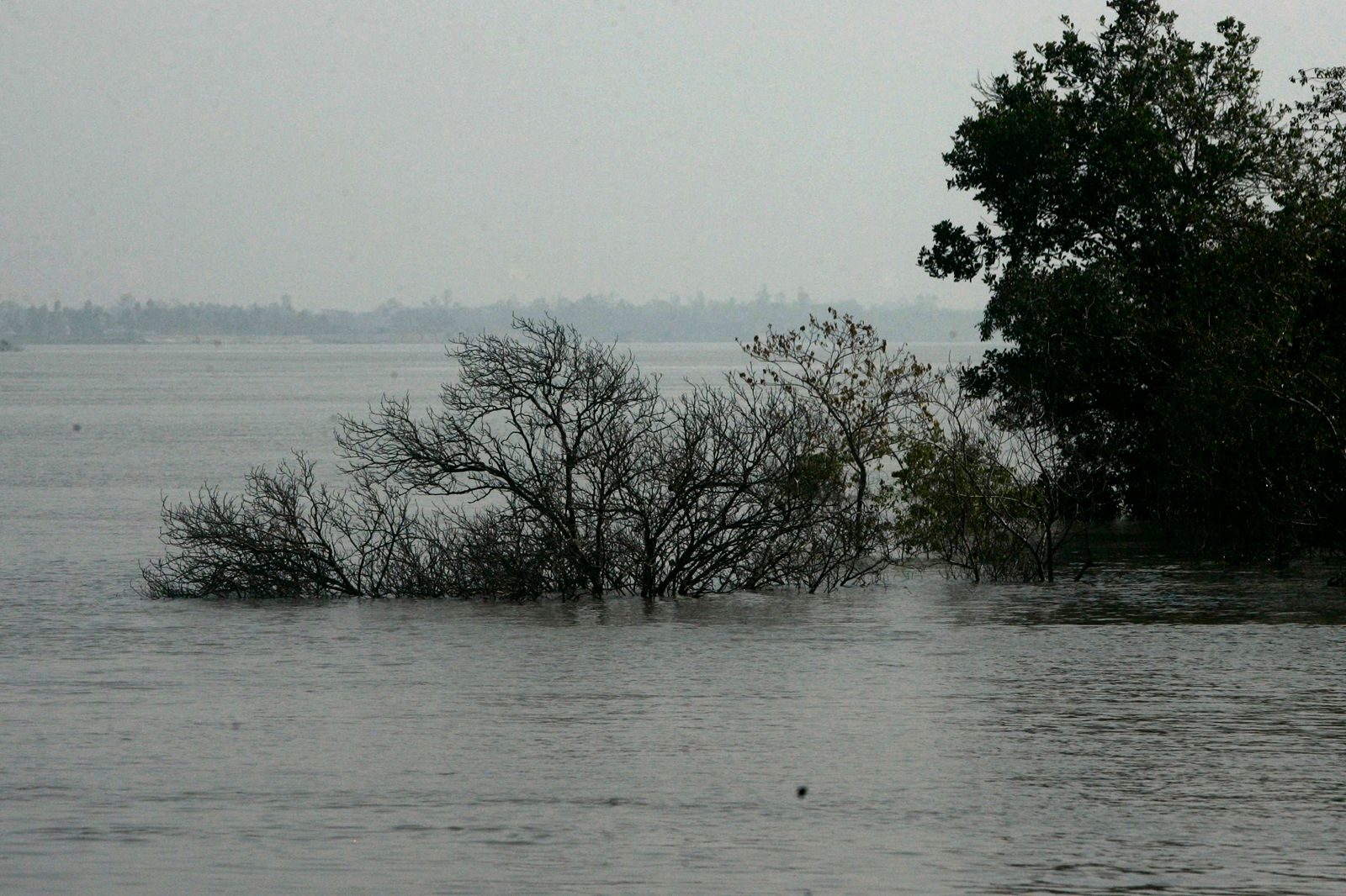 Υπό εξαφάνιση δάση λόγω της ανόδου της στάθμης της θάλασσας