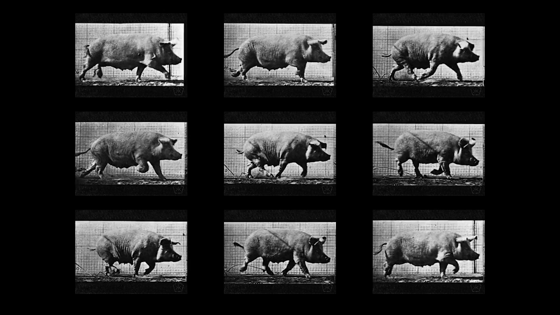 Ang Siew Ching High-Rise Pigs, 2025 (στιγμιότυπο) Μονοκάναλο βίντεο, έγχρωμο, με ήχο, 18΄ 6΄΄ Ευγενική παραχώρηση της καλλιτέχνιδας