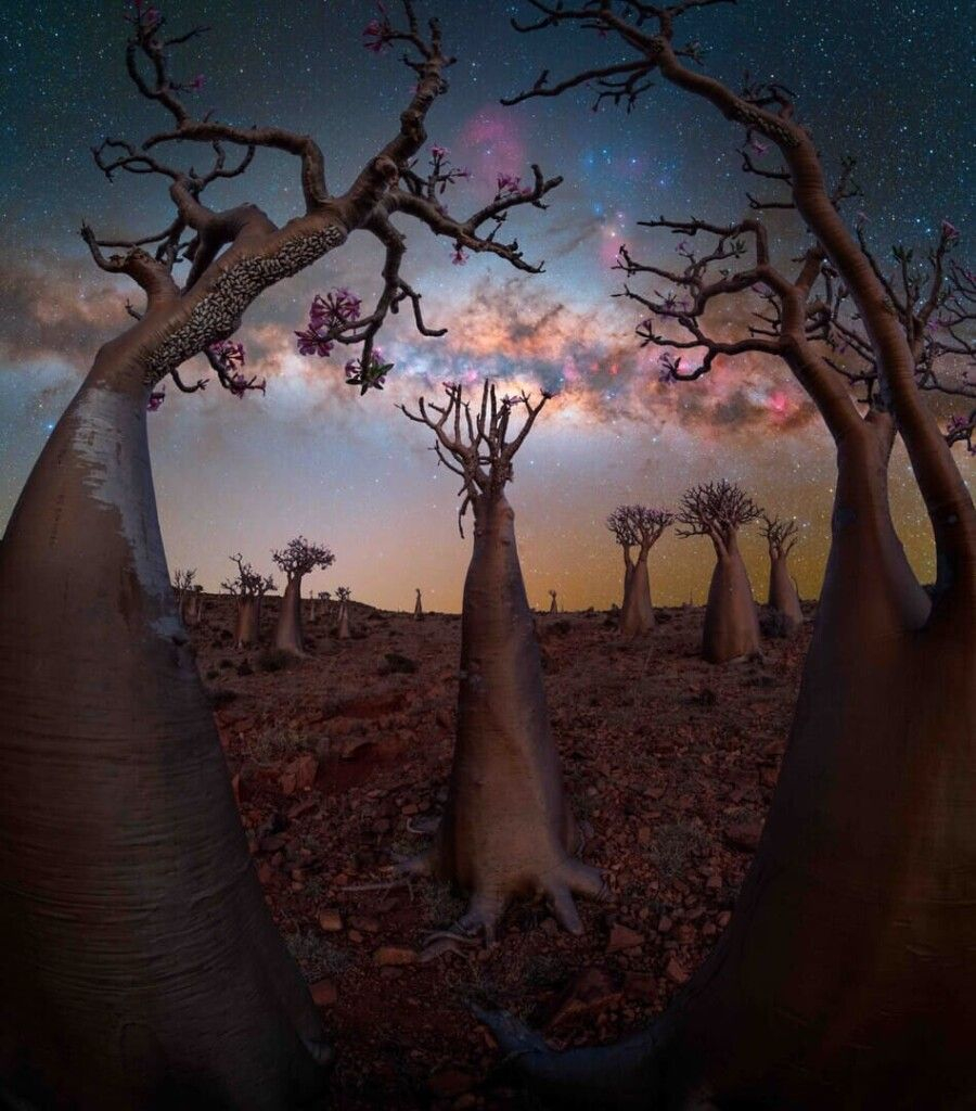 “Bottle Tree Paradise” – Benjamin Barakat