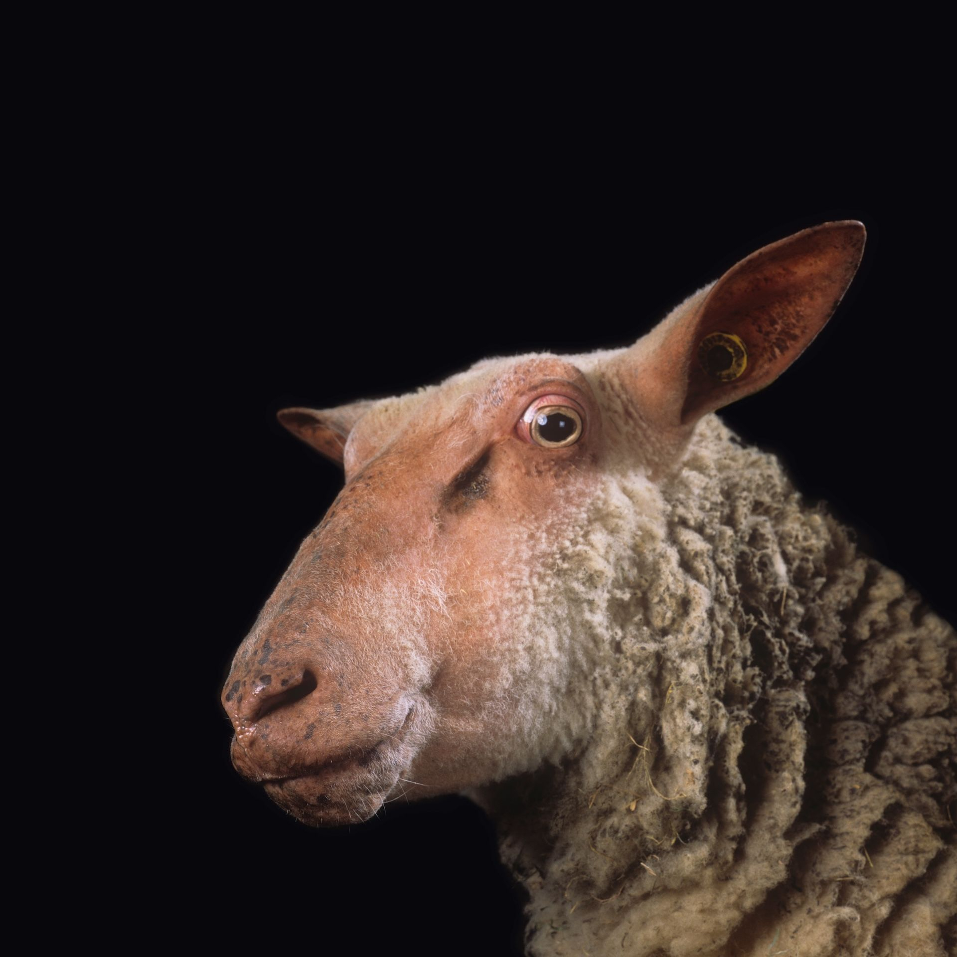 Nabil Boutros Celebrities / Ovine Condition, 2014 65 φωτογραφικές εκτυπώσεις σε dibond 60 x 60 εκ. η καθεμία Ευγενική παραχώρηση του καλλιτέχνη