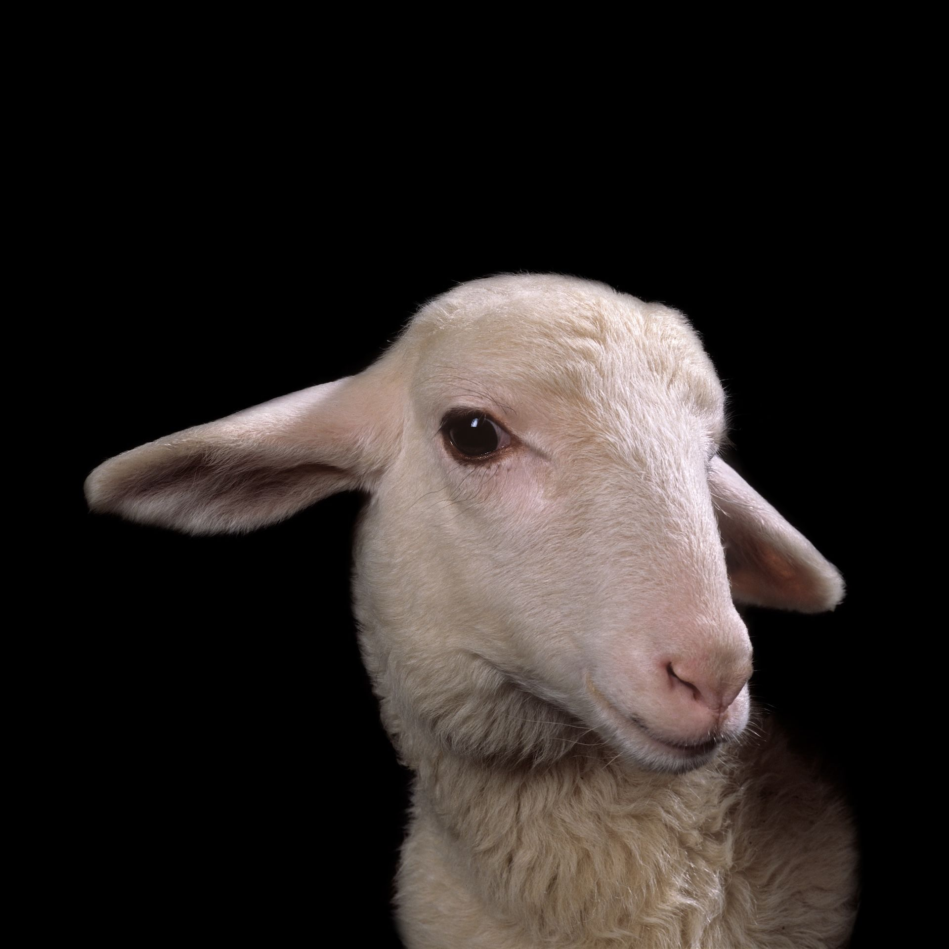 Nabil Boutros Celebrities / Ovine Condition, 2014 65 φωτογραφικές εκτυπώσεις σε dibond 60 x 60 εκ. η καθεμία Ευγενική παραχώρηση του καλλιτέχνη