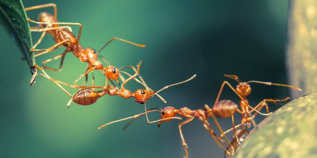 Κένυα: Καταδίκη και “τσουχτερό” πρόστιμο σε 4 άτομα για λαθρεμπορία χιλιάδων μυρμηγκιών