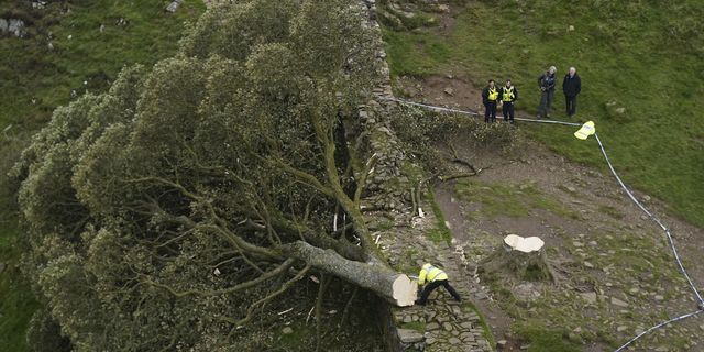 Βρετανία: Ένοχοι οι δύο άνδρες που έκοψαν το εμβληματικό δέντρο Sycamore Gap