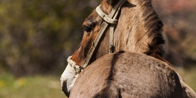 Εγκατέλειψαν πληγωμένο γαϊδουράκι στον περιφερειακό Νέας Κίου – Άργους