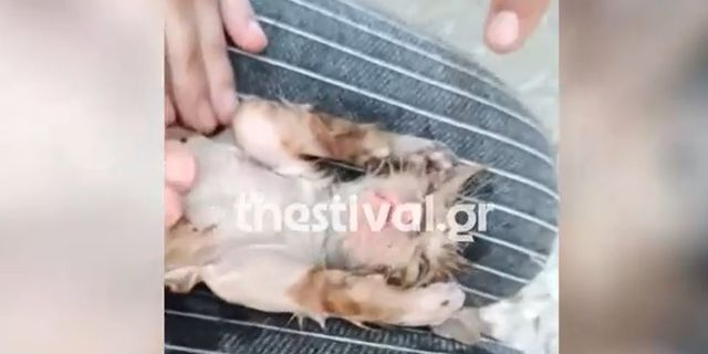 Συγκινητικό βίντεο: Η στιγμή που νοσηλεύτρια σώζει γατάκι κάνοντάς του ΚΑΡΠΑ