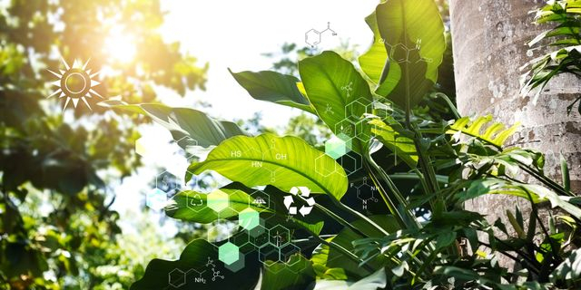 Bioeconomy