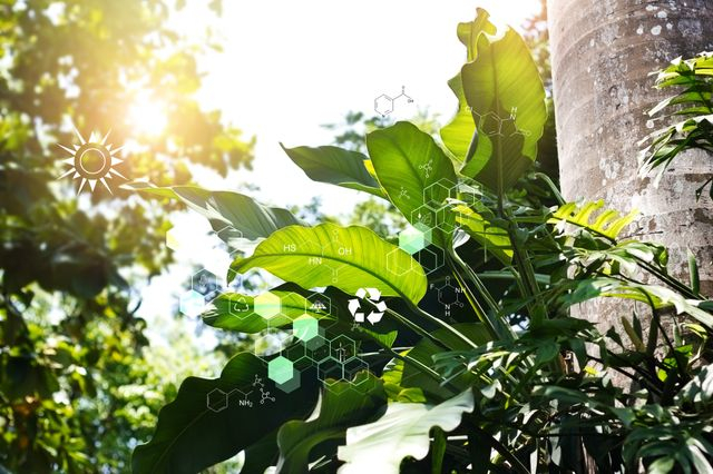 Bioeconomy