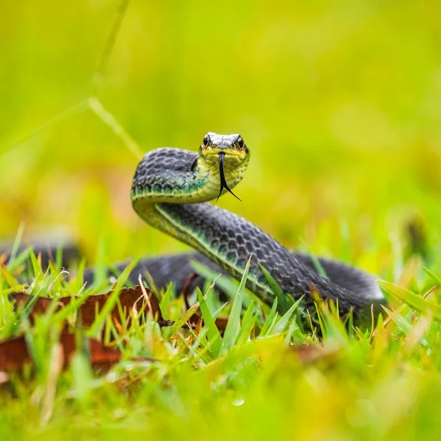 Σύρος: Οχιά δάγκωσε 13χρονο – Νοσηλεύεται σε σοβαρή κατάσταση