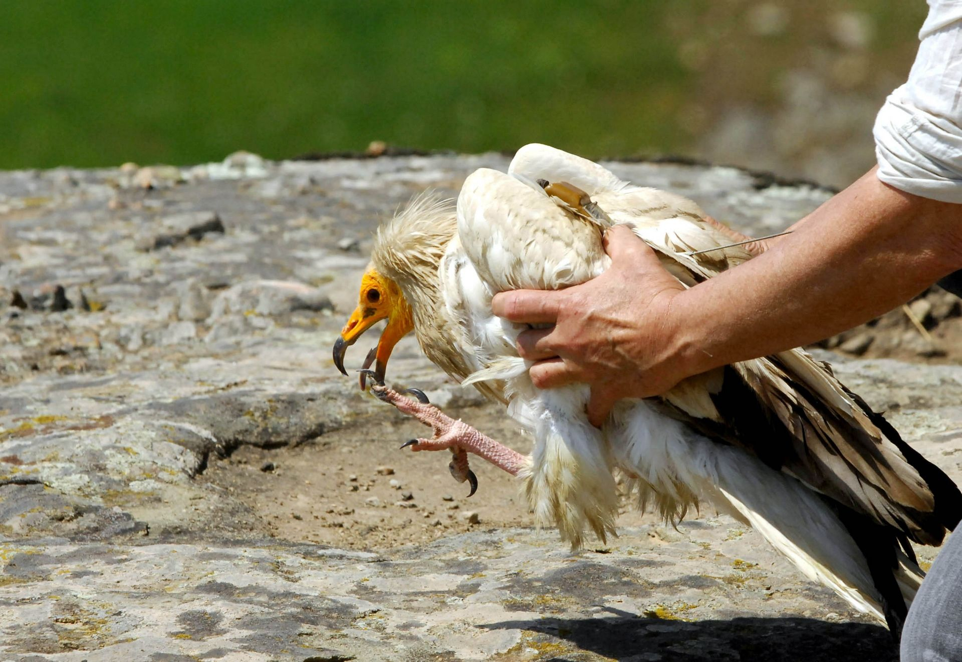νεαρός Ασπροπάρης