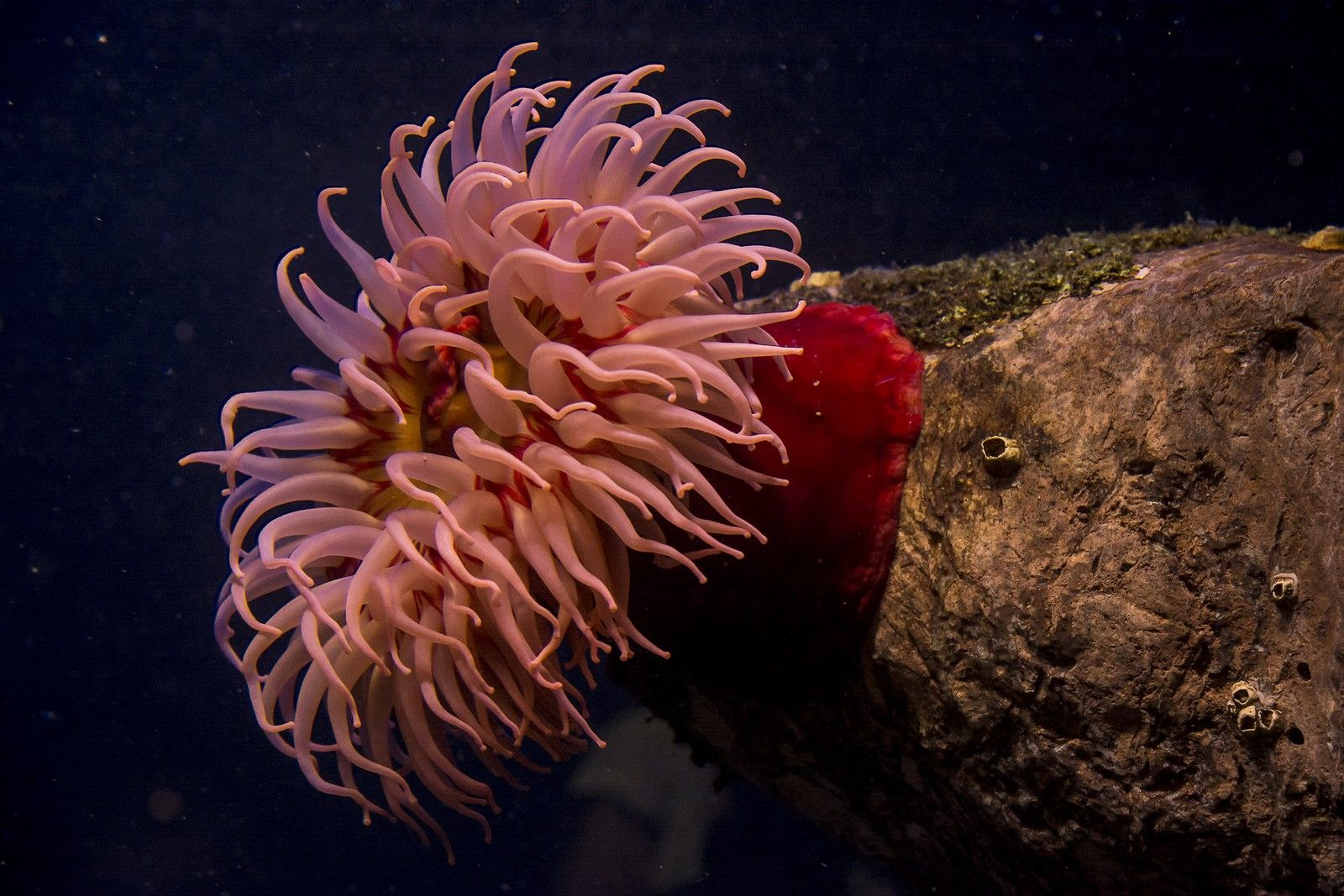 Θαλάσσια ανεμώνη