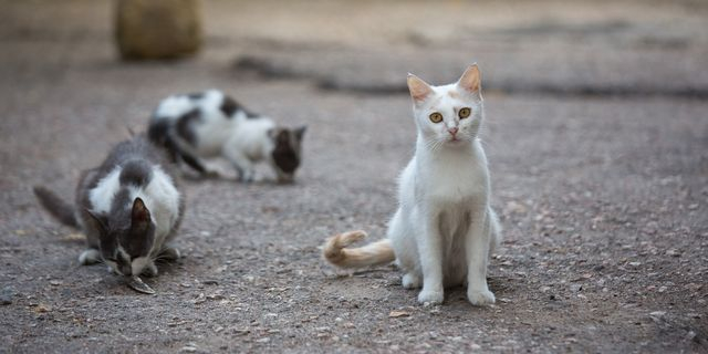 Αδιανόητη κτηνωδία στη Θεσσαλονίκη: Νεαρός κλωτσάει γατάκι και το πατάει με ΙΧ – Βίντεο σοκ