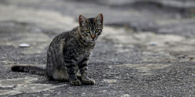 Θεσσαλονίκη: Ελεύθερος με όρους ο 34χρονος που σκότωσε γατάκι – Τι ισχυρίστηκε