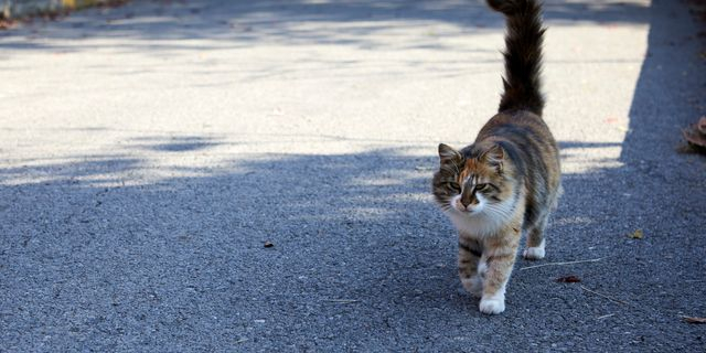 Θεσσαλονίκη: Συνελήφθη ο 34χρονος που κλώτσησε και πάτησε με το ΙΧ του γατάκι