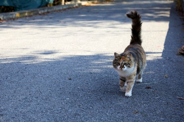 Θεσσαλονίκη: Συνελήφθη ο 34χρονος που κλώτσησε και πάτησε με το ΙΧ του γατάκι