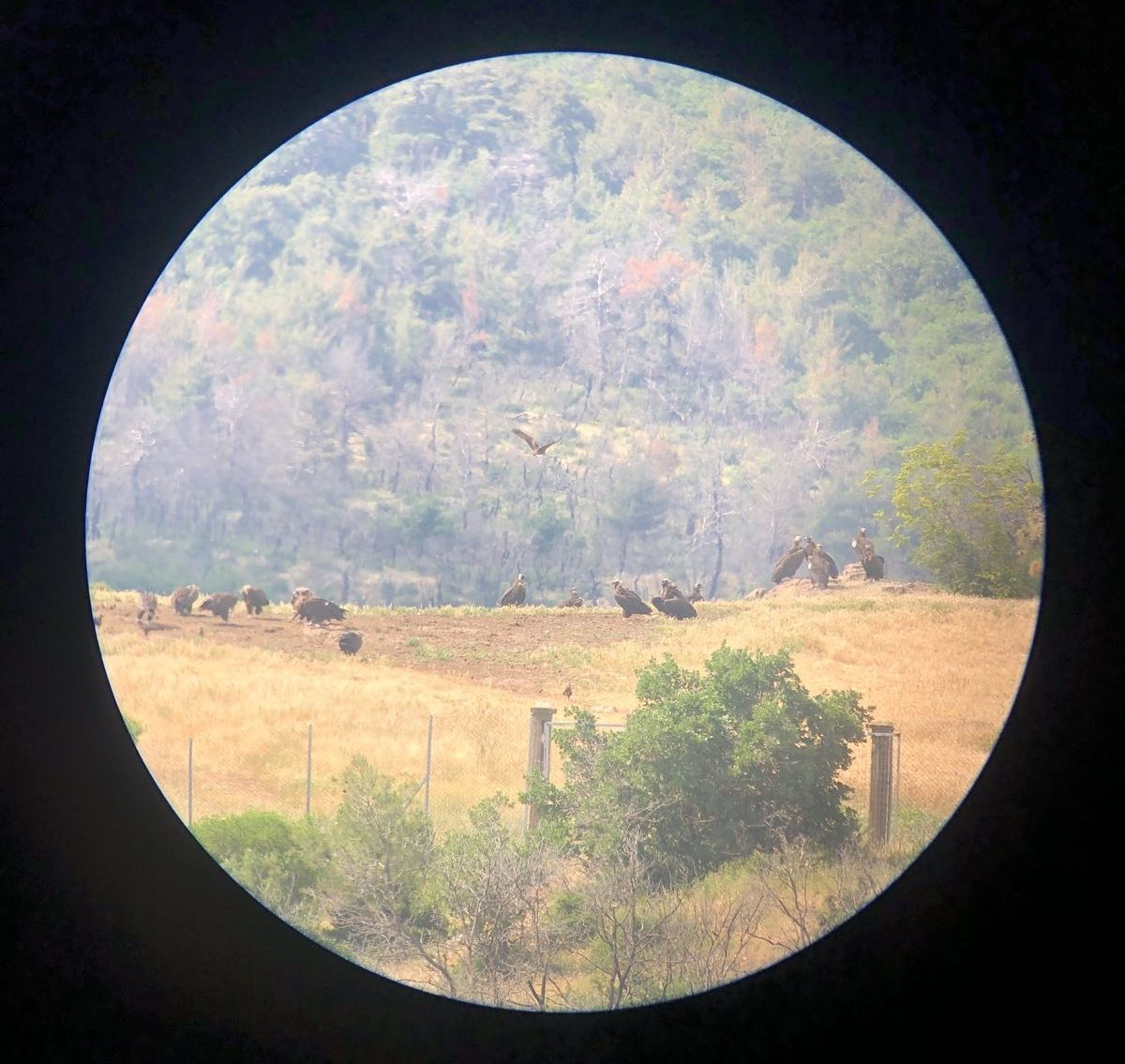 Παρατηρητήριο Δαδιάς