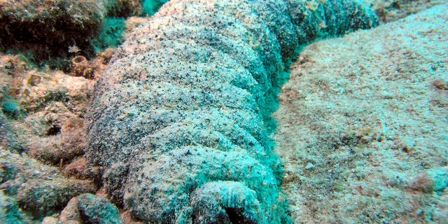 sea cucumber