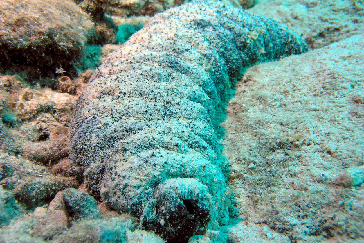sea cucumber