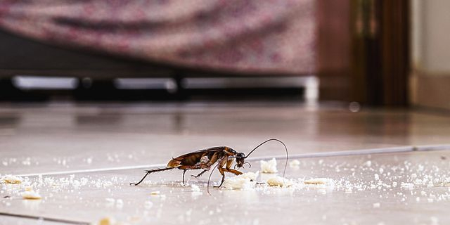 Το ζώο που θα επιβιώσει πυρηνικού πολέμου δεν είναι η κατσαρίδα