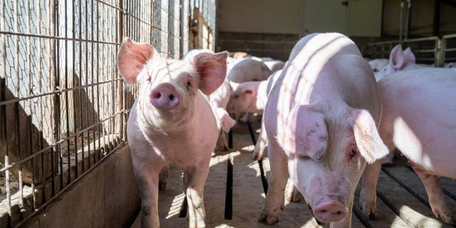 Σέρρες: Συναγερμός λόγω κρούσματος πανώλης των χοίρων – Σε ισχύ έκτακτα μέτρα