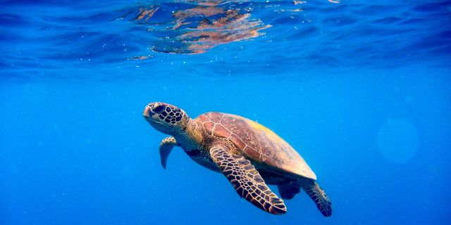 Νεκρή θαλάσσια χελώνα στο λιμάνι του Βόλου