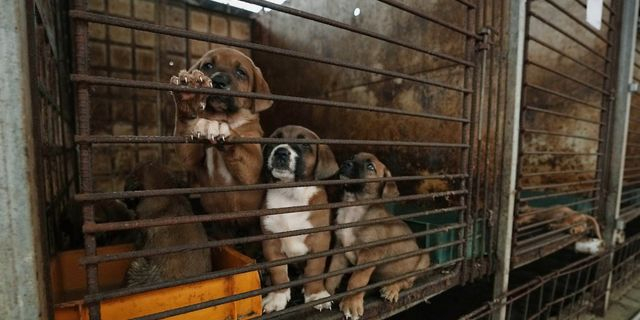 Η Νότια Κορέα απαγορεύει το κρέας σκύλου, αλλά η τύχη των ζώων παραμένει αβέβαιη