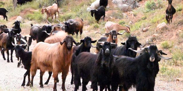 Βγήκαν τα γίδια απ’ το μαντρί… του ΟΠΕΚΕΠΕ