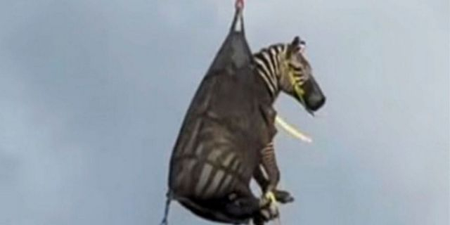 Εντ, η ζέβρα-δραπέτης που έγινε viral – Το βίντεο με την θεαματική αερομεταφορά της