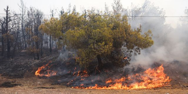 Η καταστροφή του δάσους του Φενεού και οι αναδασώσεις στην Ελλάδα