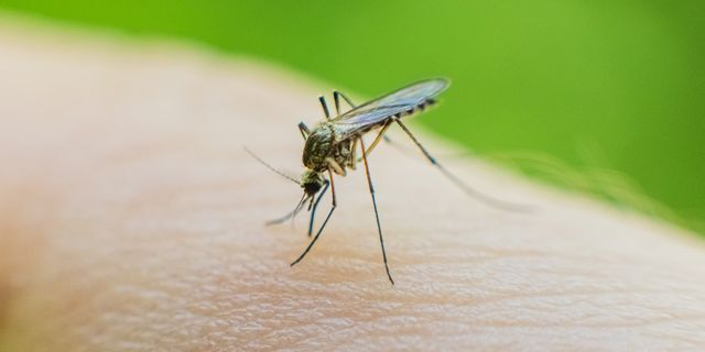 Τρία νέα κρούσματα λοίμωξης από τον ιό του Δυτικού Νείλου – Οι συστάσεις του ΕΟΔΥ
