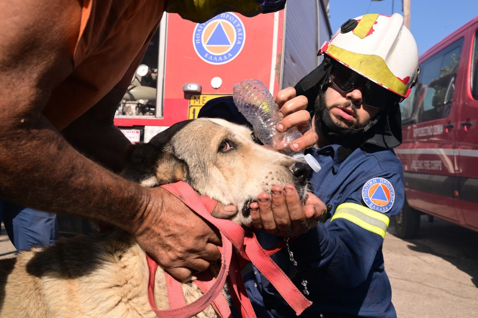 Πυροσβέστες φροντίζουν πυρόπληκτο σκύλο